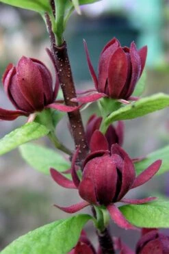 Simply Scentsational Sweetshrub (Calycanthus ) - 3 Gallon Pot -Garden Sales Store calycanthus simply scentsational sweet shrub 3
