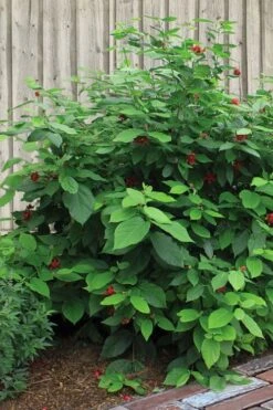 Simply Scentsational Sweetshrub (Calycanthus ) - 3 Gallon Pot -Garden Sales Store calycanthus simply scentsational sweet shrub 4