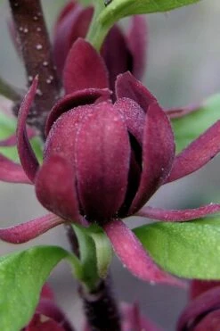 Simply Scentsational Sweetshrub (Calycanthus ) - 3 Gallon Pot -Garden Sales Store calycanthus simply scentsational sweet shrub 7