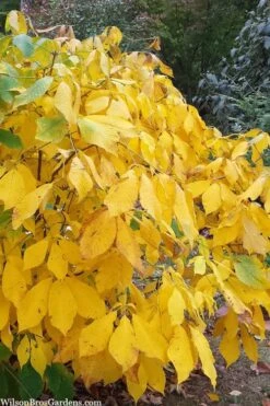 Simply Scentsational Sweetshrub (Calycanthus ) - 3 Gallon Pot -Garden Sales Store calycanthus simply scentsational sweet shrub 8