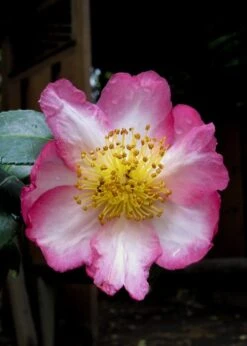 Autumn Sunrise Camellia Sasanqua - 1 Gallon Pot -Garden Sales Store camellia autumn sunrise 10