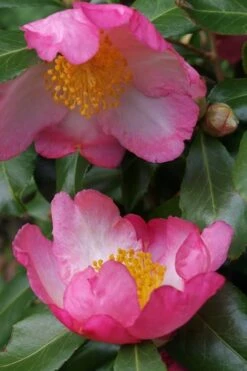 Autumn Sunrise Camellia Sasanqua - 1 Gallon Pot -Garden Sales Store camellia autumn sunrise 2