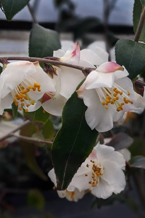 Snowbells Camellia (Camellia Transarisanensis) - 3 Gallon Pot 1 Snowbells Camellia (Camellia Transarisanensis) - 3 Gallon Pot