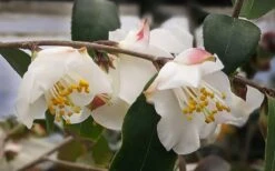 Snowbells Camellia (Camellia Transarisanensis) - 3 Gallon Pot 9 Snowbells Camellia (Camellia Transarisanensis) - 3 Gallon Pot -Garden Sales Store camellia handelii snowbells 3