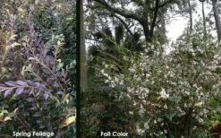 Snowbells Camellia (Camellia Transarisanensis) - 3 Gallon Pot 11 Snowbells Camellia (Camellia Transarisanensis) - 3 Gallon Pot -Garden Sales Store camellia handelii snowbells 5