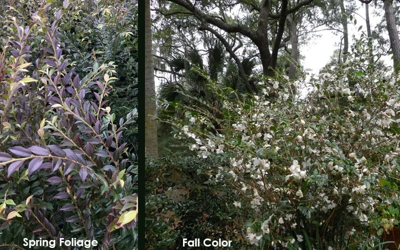 Snowbells Camellia (Camellia Transarisanensis) - 3 Gallon Pot 6 Snowbells Camellia (Camellia Transarisanensis) - 3 Gallon Pot - Image 6