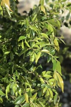 Snowbells Camellia (Camellia Transarisanensis) - 3 Gallon Pot 10 Snowbells Camellia (Camellia Transarisanensis) - 3 Gallon Pot -Garden Sales Store camellia handelii snowbells 6