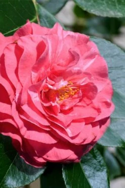 In The Pink Camellia Japonica - 3 Gallon Pot -Garden Sales Store camellia in the pink 3