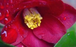 Adeyaka Camellia Japonica - 3 Gallon Pot -Garden Sales Store camellia japonica adeyaka 3