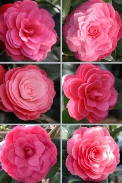 April Kiss Pink Double Flowered Camellia Japonica - 1 Gallon Pot 9 April Kiss Pink Double Flowered Camellia Japonica - 1 Gallon Pot -Garden Sales Store camellia japonica april kiss 102