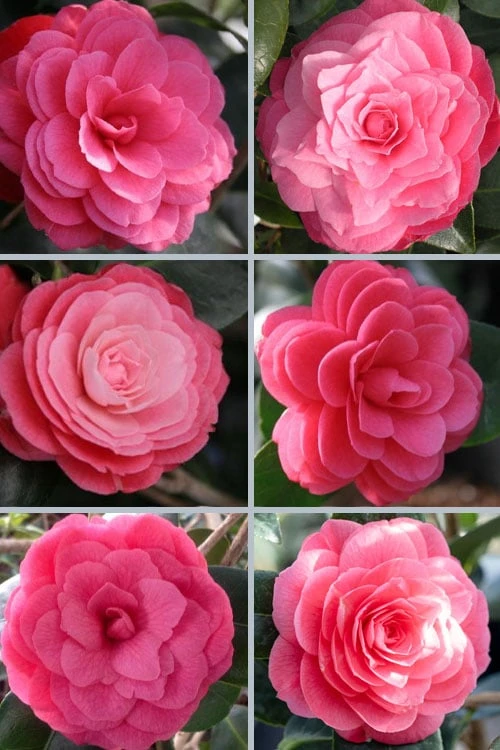 April Kiss Pink Double Flowered Camellia Japonica - 1 Gallon Pot 5 April Kiss Pink Double Flowered Camellia Japonica - 1 Gallon Pot - Image 5