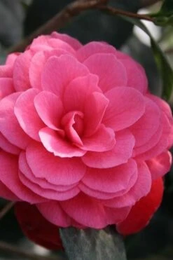 April Kiss Pink Double Flowered Camellia Japonica - 1 Gallon Pot 8 April Kiss Pink Double Flowered Camellia Japonica - 1 Gallon Pot -Garden Sales Store camellia japonica april kiss 103