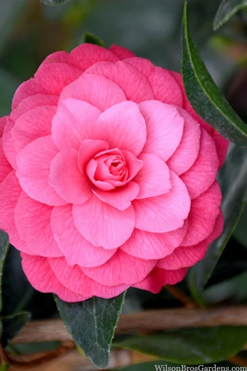 April Kiss Pink Double Flowered Camellia Japonica - 1 Gallon Pot 1 April Kiss Pink Double Flowered Camellia Japonica - 1 Gallon Pot