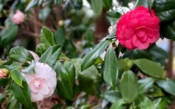 LA Peppermint Camellia Japonica - 1 Gallon Pot 11 LA Peppermint Camellia Japonica - 1 Gallon Pot -Garden Sales Store camellia japonica la peppermint 101