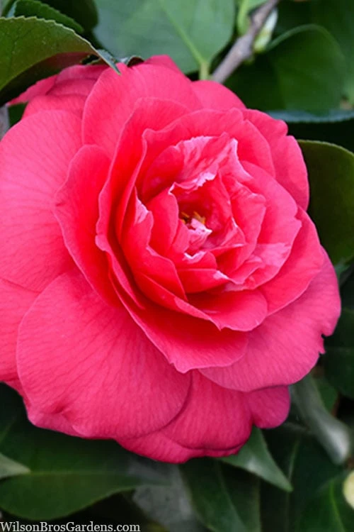 Rose Dawn Camellia Japonica - 3 Gallon Pot 1 Rose Dawn Camellia Japonica - 3 Gallon Pot