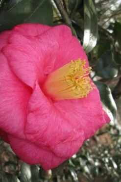 Lady Clare Camellia Japonica - 3 Gallon Pot -Garden Sales Store camellia lady clare 1