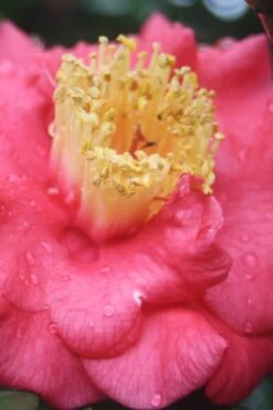 Lady Clare Camellia Japonica - 3 Gallon Pot -Garden Sales Store camellia lady clare 2