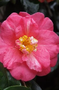 Lady Clare Camellia Japonica - 3 Gallon Pot -Garden Sales Store camellia lady clare 5