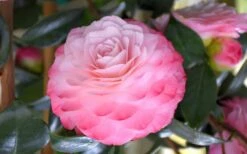 Nuccio's Pearl Camellia Japonica - 1 Gallon Pot -Garden Sales Store camellia mnuccios pearl 3