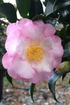 October Magic Orchid Camellia - 1 Gallon Pot