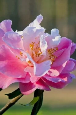 Our Linda Camellia - 3 Gallon Pot -Garden Sales Store camellia our linda 7