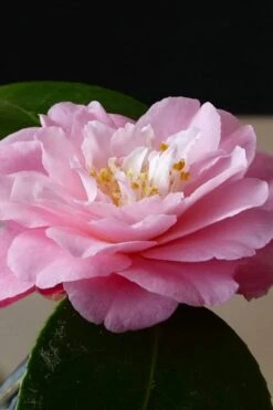 Our Linda Camellia - 3 Gallon Pot -Garden Sales Store camellia our linda 8