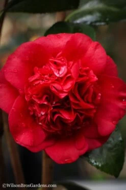 Professor Sargent Camellia Japonica - 6 Pack Of 1 Gallon Pots -Garden Sales Store camellia professor sargent 20