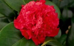Professor Sargent Camellia Japonica - 6 Pack Of 1 Gallon Pots -Garden Sales Store camellia professor sargent bloom