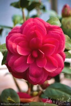 Purple Dawn Camellia Japonica - 1 Gallon Pot -Garden Sales Store camellia purple dawn jw 1