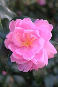 Sagamio Wabisuke Camellia - 3 Gallon Pot -Garden Sales Store camellia sagamio wabisuki 1