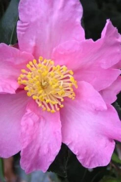 Marti Camellia - 3 Gallon Pot -Garden Sales Store camellia sasanqua marti 3