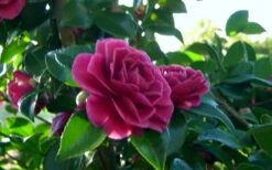 Purple Haze Camellia - 1 Gallon Pot -Garden Sales Store camellia sasanqua purple haze 2