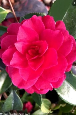 Purple Haze Camellia - 1 Gallon Pot -Garden Sales Store camellia sasanqua purple haze 4