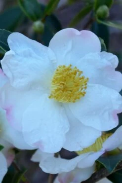 Sweet October Fragrant Camellia - 1 Gallon Pot 11 Sweet October Fragrant Camellia - 1 Gallon Pot -Garden Sales Store camellia sasanqua sweet october 2