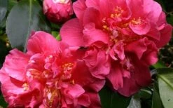 Scentsation Fragrant Camellia Japonica - 3 Gallon Pot 7 Scentsation Fragrant Camellia Japonica - 3 Gallon Pot -Garden Sales Store camellia scentsation 3