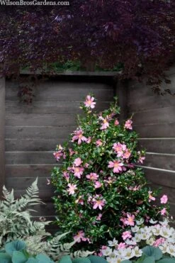 Slim 'N Trim Camellia - 1 Gallon Pot -Garden Sales Store camellia slim n trim 103