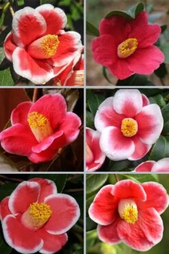 Tama No Ura Weeping Camellia Japonica - 3 Gallon Pot -Garden Sales Store camellia tama no ura sports 1