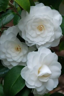 White By The Gate Camellia Japonica - 1 Gallon Pot -Garden Sales Store camellia white by the gate 1