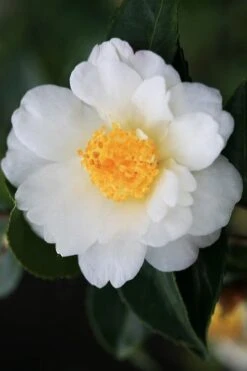 Winter's Cupid Camellia - 3 Gallon Pot 9 Winter's Cupid Camellia - 3 Gallon Pot -Garden Sales Store camellia winters cupid 4