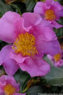 Winter's Star Cold Hardy Camellia - 3 Gallon Pot (SALE) -Garden Sales Store camellia winters star 100