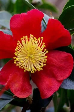 Yuletide Camellia Sasanqua - 6 Pack Of 1 Gallon Pots -Garden Sales Store camellia yuletide best
