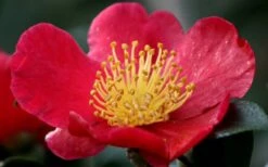Yuletide Camellia Sasanqua - 6 Pack Of 1 Gallon Pots -Garden Sales Store camellia yuletide flower closeup