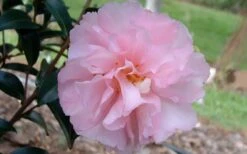 Cotton Candy Camellia Sasanqua - 1 Gallon Pot 9 Cotton Candy Camellia Sasanqua - 1 Gallon Pot -Garden Sales Store camelliacottoncandy