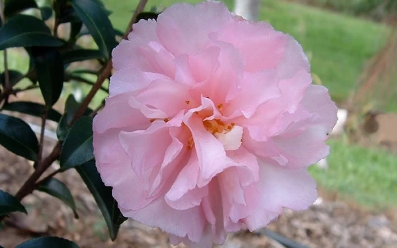 Cotton Candy Camellia Sasanqua - 1 Gallon Pot 5 Cotton Candy Camellia Sasanqua - 1 Gallon Pot - Image 5