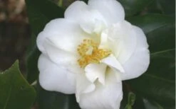 White Empress Camellia Japonica - 1 Gallon Pot -Garden Sales Store camelliawhiteempress