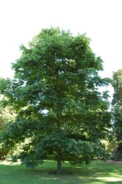 Hardy Pecan Tree (Carya Illinoinensis) - 6 Pack Of 1 Gallon Pots -Garden Sales Store carya illinionensis hardy pecan 2