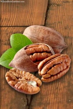 Hardy Pecan Tree (Carya Illinoinensis) - 6 Pack Of 1 Gallon Pots -Garden Sales Store carya illinionensis hardy pecan 4