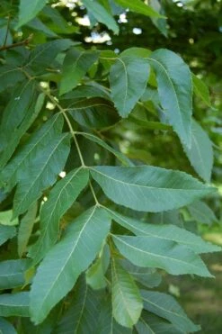 Hardy Pecan Tree (Carya Illinoinensis) - 6 Pack Of 1 Gallon Pots -Garden Sales Store carya illinionensis hardy pecan 5