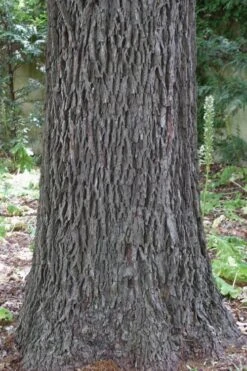 Hardy Pecan Tree (Carya Illinoinensis) - 6 Pack Of 1 Gallon Pots -Garden Sales Store carya illinionensis hardy pecan 6