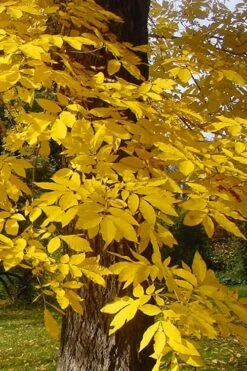 Hardy Pecan Tree (Carya Illinoinensis) - 6 Pack Of 1 Gallon Pots -Garden Sales Store carya illinionensis hardy pecan fall leaf color 4